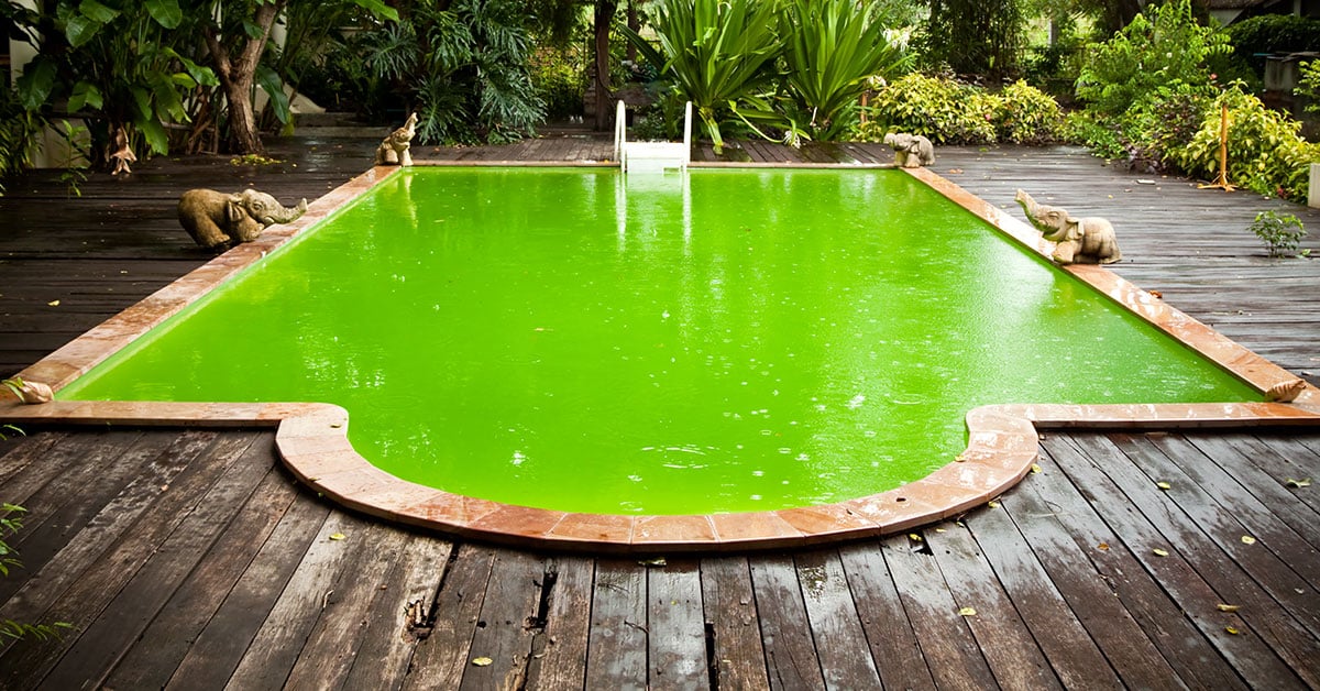 Piscine verte avec de l'eau de pluie